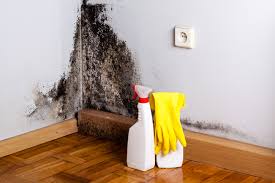 Professional Mold Removal in Loretto, PA